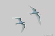 DSC_7829 Gygis alba fairy tern_tn